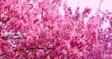 春天，台湾，樱花盛开季节，武陵农场，樱花观赏